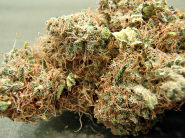 AK-47 marijuana strain