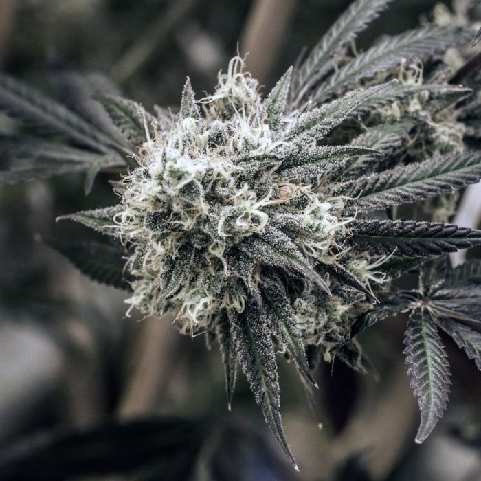 alien dawg marijuana strain