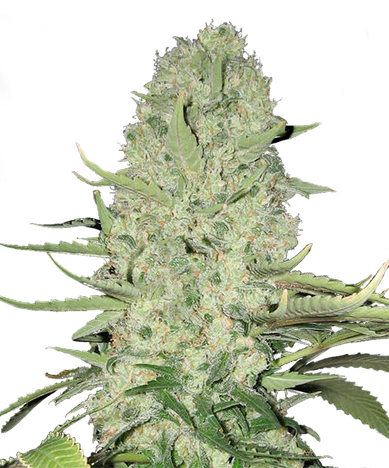 white widow strain, white widow marijuana for sale
